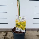 Javor širasavov (Acer shirasawanum) ´JORDAN´ výška 110-120 cm, kont. C4L  - NA KMIENKU